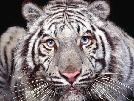 Old blue eyes - white-tigres, tiger