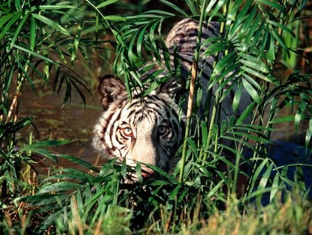 Peek a Boo - tiger