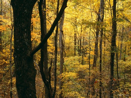 Autumn Forest - forest, tree, brown, autumn