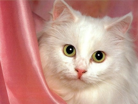 chat blanc - white, cat, animals, kitten