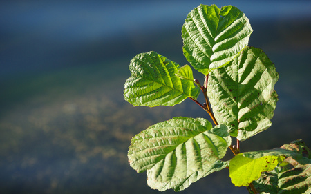 A morning in trekanten - morning, plant, lake, close-up