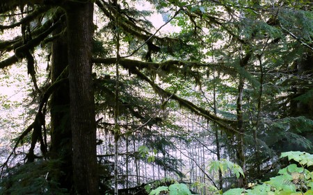 Standing Tall in the Fall - autumn, fall, green, moss, tree, pacific northwest, widescreen, washington