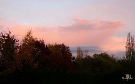 Fall Sunset on Clouds - fall, pink, washington, widescreen, sky, clouds, trees, sunset, autumn