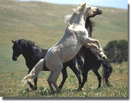 Wild and free spirits - hills, open range, wild stallions