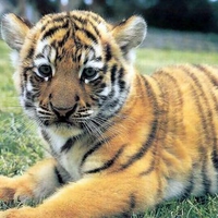 Cute Baby Tiger Cub