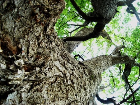 Bark Close-up - close-up, forest, contrast, tree