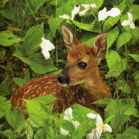 Bambi