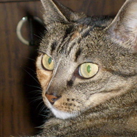 My Cat