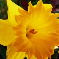 Yellow Daffodil