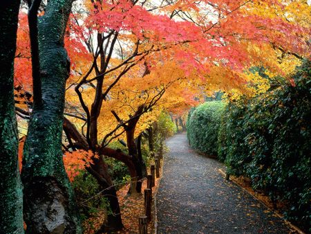 Autumn Alley Way - fall, park, leaves, autumn