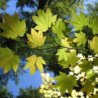 Tree Leaves