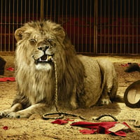 Circus Trainer Death By Lion