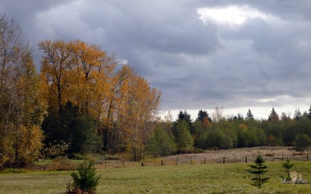 Fall Fields - sky, fall, field, washington, trees, autumn, grass