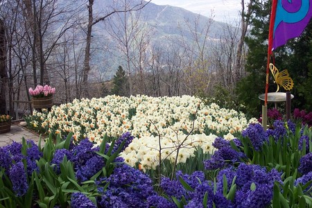 Daffodil Garden in Running Springs, CA - mountains, flowers, garden