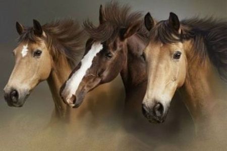 Beauity of the Wild - cheval, horses, wild