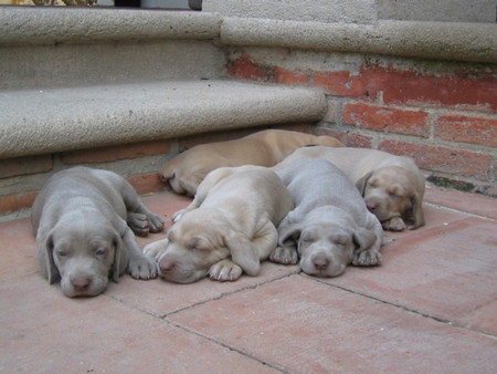 Sleeping Puppies - cute, puppies, weimaranner, sleepy