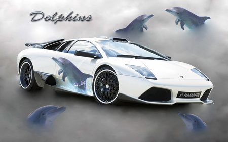 Dolphins - dolphins, lamborghini