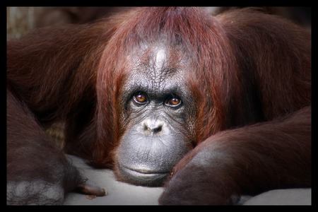 Orangutang - florida, primate, orangutang, lowery park zoo