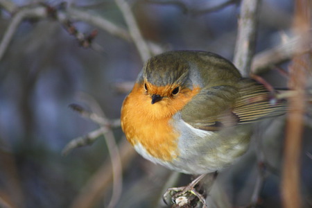 christmas robin - robin, red breast