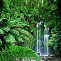 forest waterfall