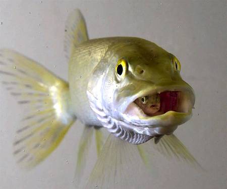 Fish Within A Fish - fish, animals