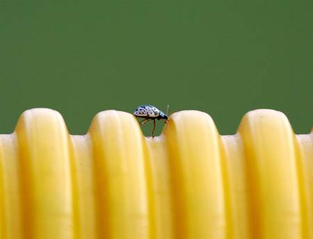 On The Fence - animals, bugs