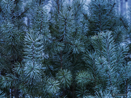 Siberian Winter - nature, trees