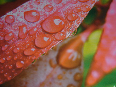 the dews - red leaf, dew, red, frost, leaf, pink, leaves