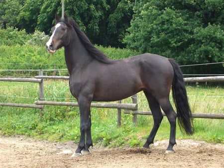 Spaniard - andalusian horse, spanish horse, horses, animals