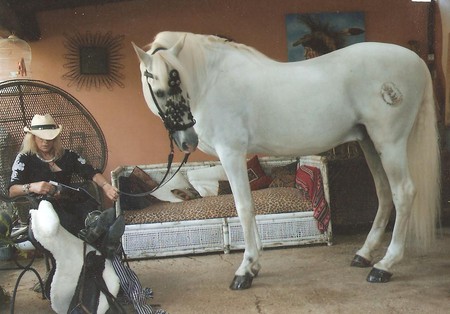 Two Fellows - cowgirl, horses, girl, stallions, spanish horse, animals, andalusian