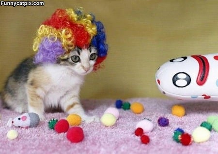 Rainbow Wig - kittens, photography, cats, toys, animals