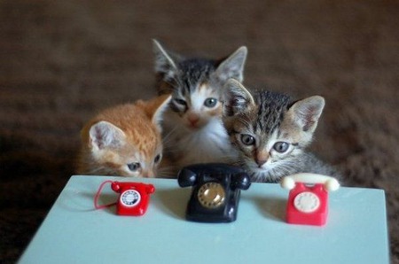 Telephone Kittys - kittens, photography, cats, toys, animals