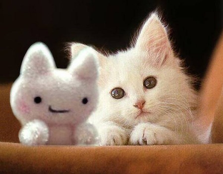 Cute Teddy and Kitty