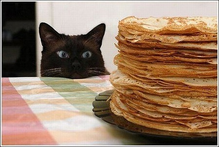 I Has Pancakes - animals, kittens, cats, photography