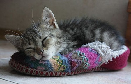 Slipper Nap - photography, cats, kittens, animals