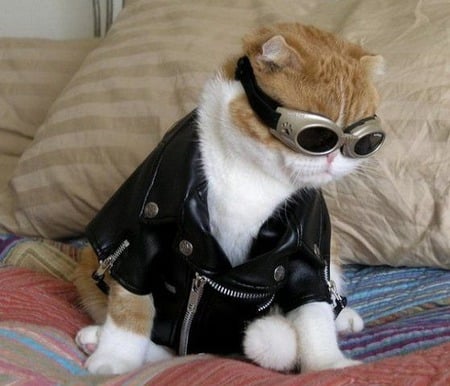 Ready to Ride - costumes, kittens, photography, cats, animals