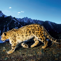 Mac OS X Snow Leopard