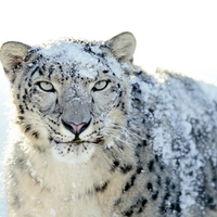 Mac OS X Snow Leopard