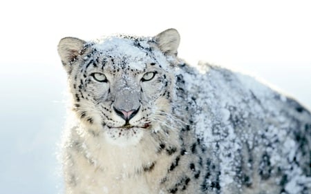 Mac OS X Snow Leopard - apple, mac os x snow leopard