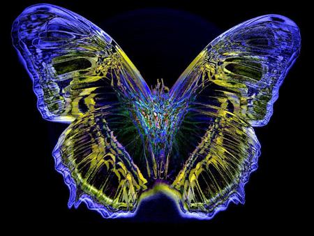 Butterfly - butterfly, abstract