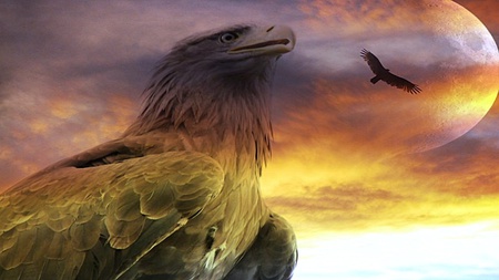 The Great Eagle Command - beauty, fascinating, amazing, cool, warm, awesome, lovely