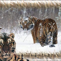 snow tigers