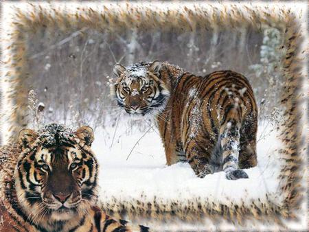 snow tigers - in snow, two tigers