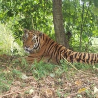 large tiger resting 