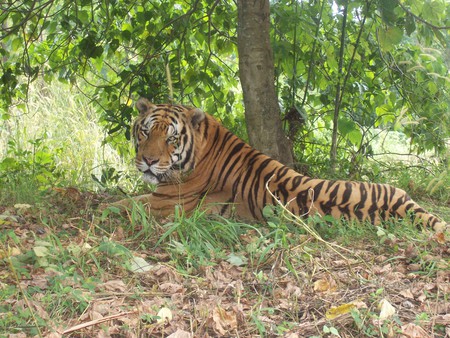 large tiger resting  - shade, sleepy, bengal tigers