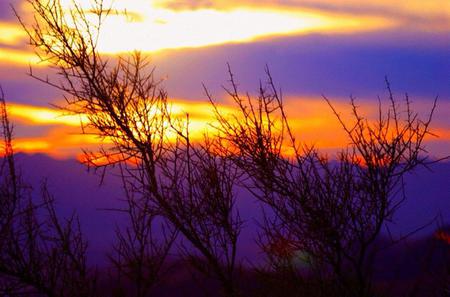 Sedona Sunset - sedona, trees, blue, sunset, gold