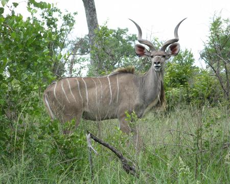 kude - large male, antelope