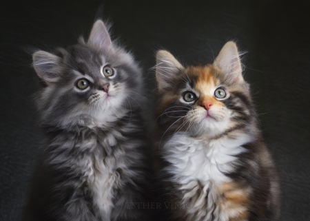 Kittens