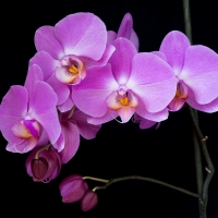 Orchids