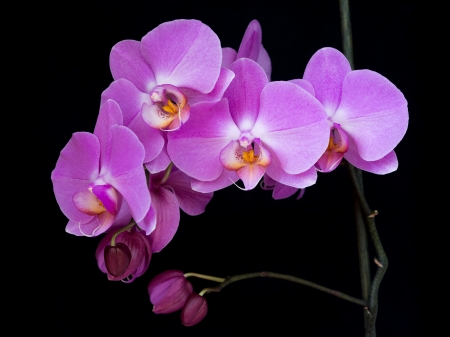 Orchids - orchid, flower, petal, nature